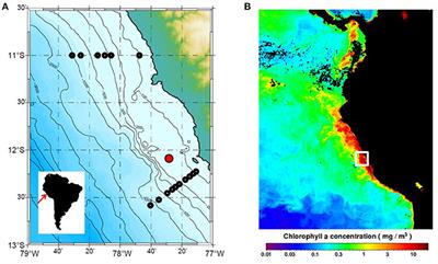 Strong and Dynamic Benthic-Pelagic Coupling and Feedbacks in a Coastal Upwelling System (Peruvian Shelf)